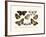 Butterflies, 1783-1806-null-Framed Giclee Print