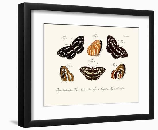 Butterflies, 1783-1806-null-Framed Giclee Print