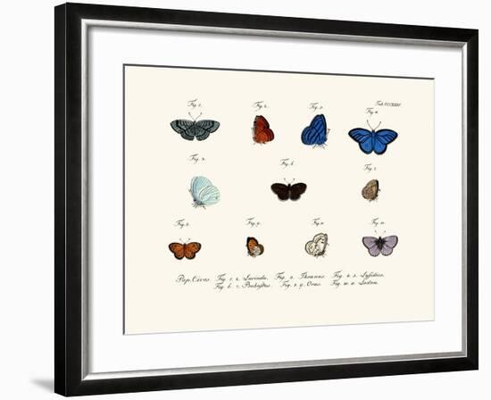 Butterflies, 1783-1806-null-Framed Giclee Print