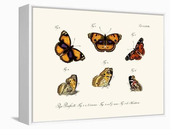 Butterflies, 1783-1806-null-Framed Premier Image Canvas