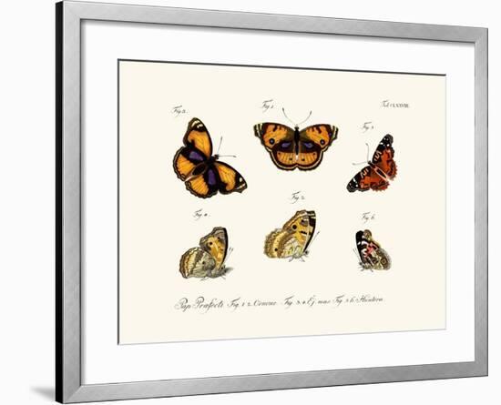 Butterflies, 1783-1806-null-Framed Giclee Print