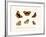 Butterflies, 1783-1806-null-Framed Giclee Print