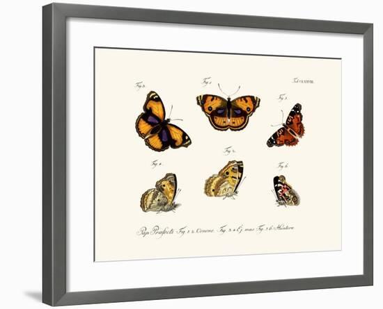 Butterflies, 1783-1806-null-Framed Giclee Print