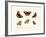 Butterflies, 1783-1806-null-Framed Giclee Print