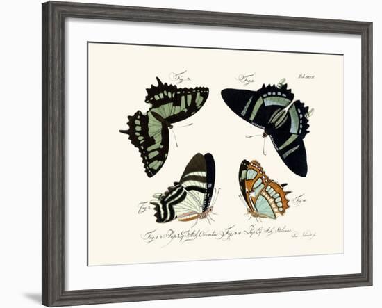 Butterflies, 1783-1806-null-Framed Giclee Print