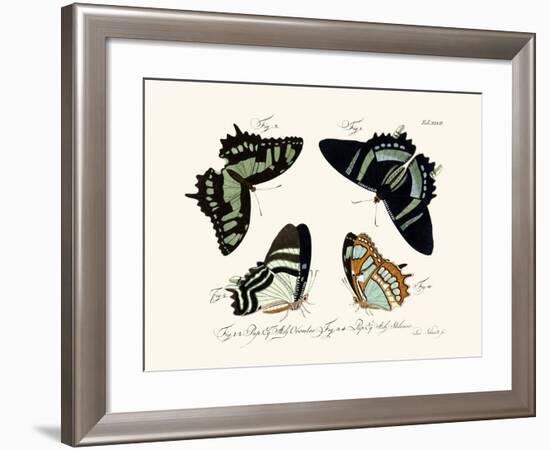 Butterflies, 1783-1806-null-Framed Giclee Print