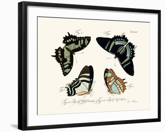 Butterflies, 1783-1806-null-Framed Giclee Print