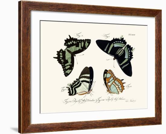 Butterflies, 1783-1806-null-Framed Giclee Print