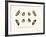 Butterflies, 1783-1806-null-Framed Giclee Print