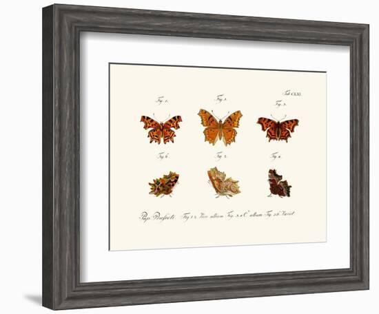 Butterflies, 1783-1806-null-Framed Giclee Print