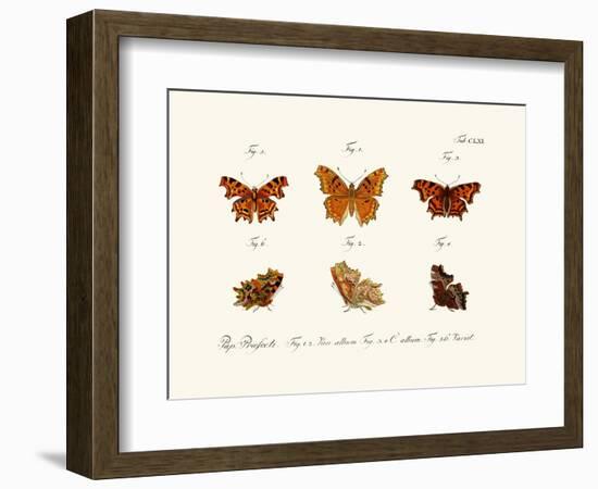 Butterflies, 1783-1806-null-Framed Giclee Print