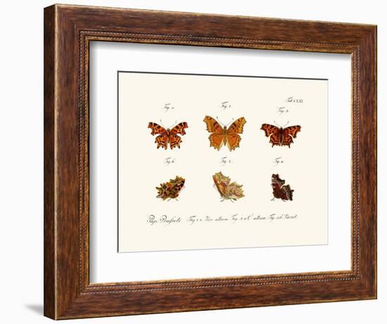 Butterflies, 1783-1806-null-Framed Giclee Print