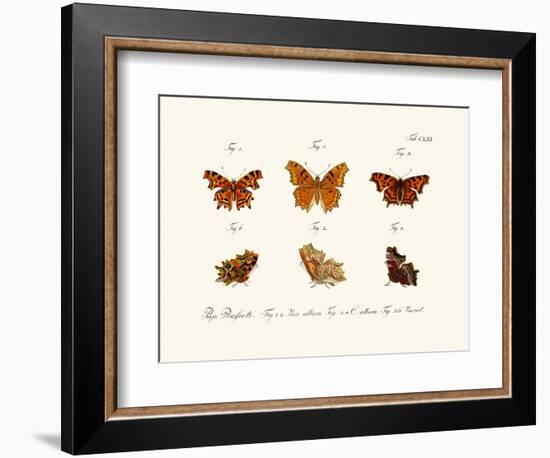 Butterflies, 1783-1806-null-Framed Giclee Print