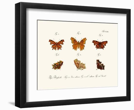 Butterflies, 1783-1806-null-Framed Giclee Print