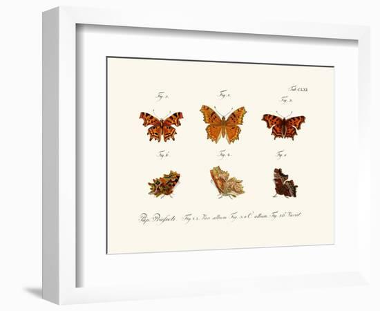 Butterflies, 1783-1806-null-Framed Giclee Print