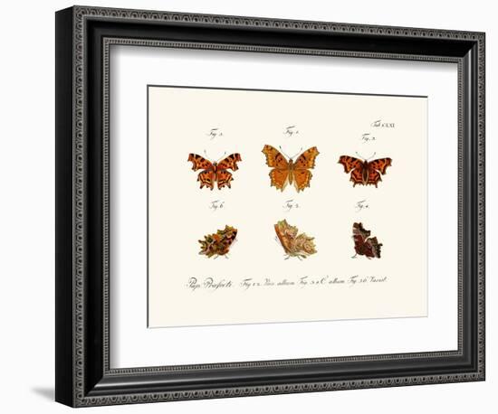 Butterflies, 1783-1806-null-Framed Giclee Print