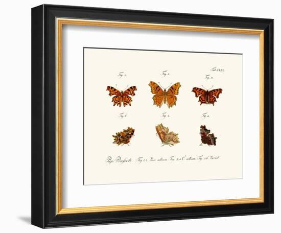 Butterflies, 1783-1806-null-Framed Giclee Print