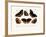 Butterflies, 1783-1806-null-Framed Giclee Print