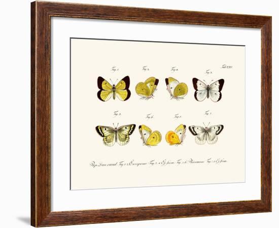 Butterflies, 1783-1806-null-Framed Giclee Print