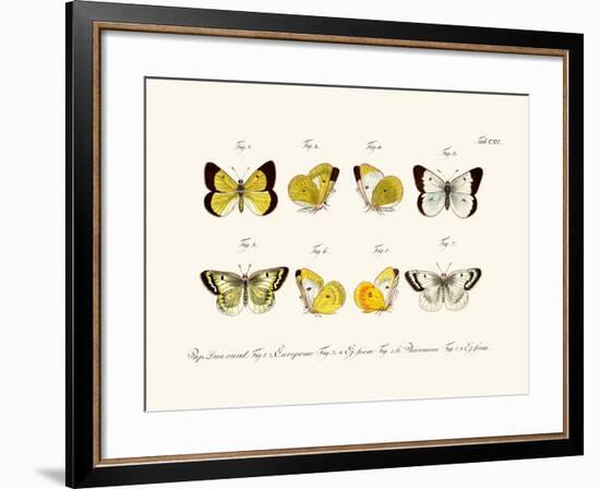 Butterflies, 1783-1806-null-Framed Giclee Print