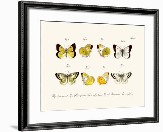 Butterflies, 1783-1806-null-Framed Giclee Print