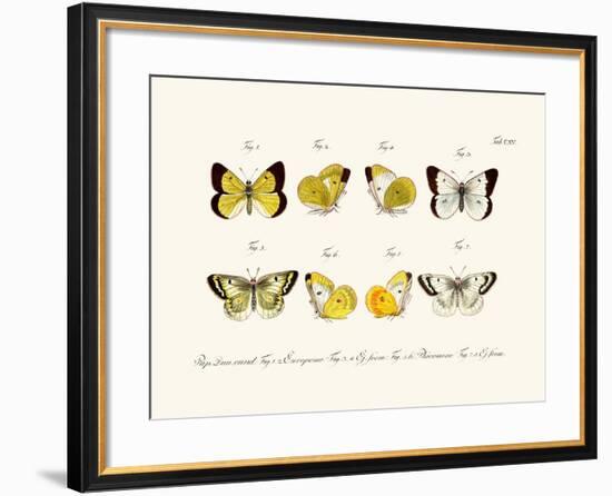 Butterflies, 1783-1806-null-Framed Giclee Print