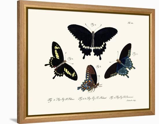 Butterflies, 1783-1806-null-Framed Premier Image Canvas