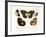 Butterflies, 1783-1806-null-Framed Giclee Print