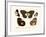 Butterflies, 1783-1806-null-Framed Giclee Print