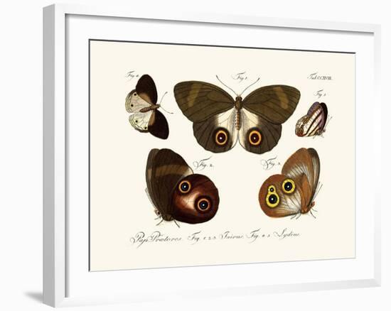 Butterflies, 1783-1806-null-Framed Giclee Print