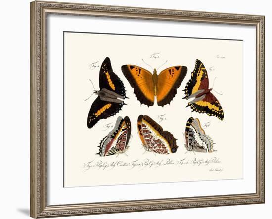 Butterflies, 1783-1806-null-Framed Giclee Print