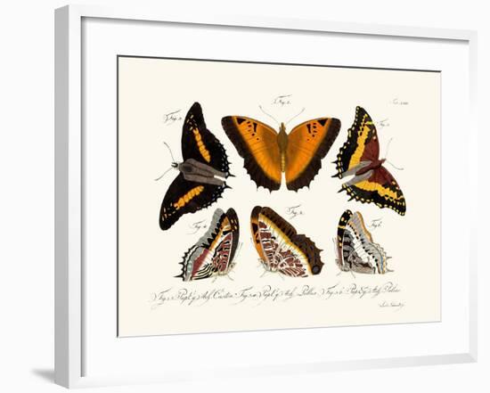 Butterflies, 1783-1806-null-Framed Giclee Print