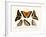 Butterflies, 1783-1806-null-Framed Giclee Print