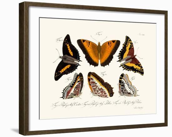 Butterflies, 1783-1806-null-Framed Giclee Print