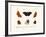 Butterflies, 1783-1806-null-Framed Giclee Print