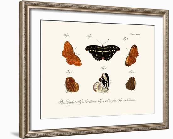 Butterflies, 1783-1806-null-Framed Giclee Print