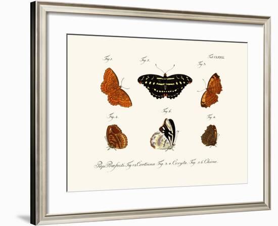 Butterflies, 1783-1806-null-Framed Giclee Print