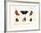 Butterflies, 1783-1806-null-Framed Giclee Print