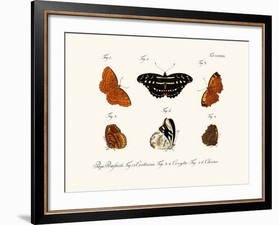 Butterflies, 1783-1806-null-Framed Giclee Print