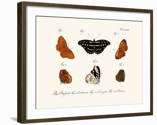 Butterflies, 1783-1806-null-Framed Giclee Print