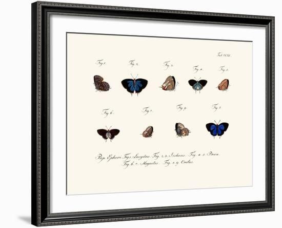 Butterflies, 1783-1806-null-Framed Giclee Print