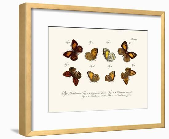 Butterflies, 1783-1806-null-Framed Giclee Print