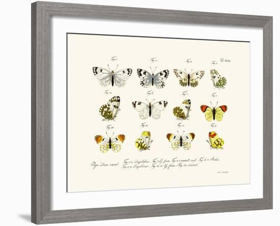 Butterflies, 1783-1806-null-Framed Giclee Print