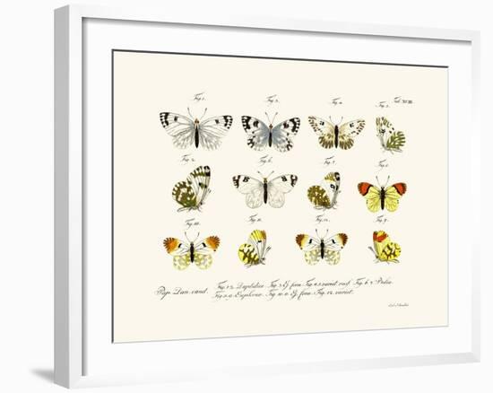 Butterflies, 1783-1806-null-Framed Giclee Print