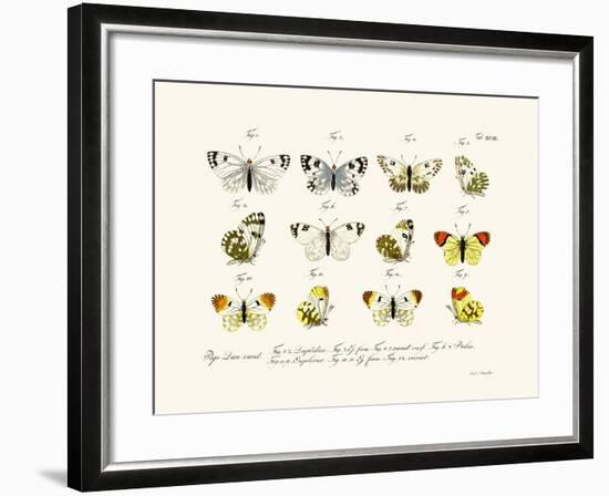 Butterflies, 1783-1806-null-Framed Giclee Print