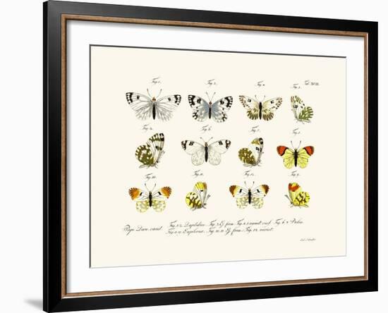 Butterflies, 1783-1806-null-Framed Giclee Print