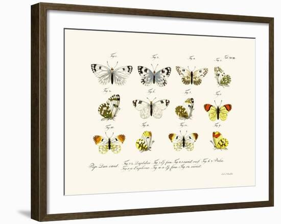 Butterflies, 1783-1806-null-Framed Giclee Print