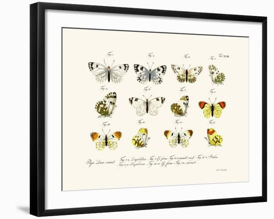 Butterflies, 1783-1806-null-Framed Giclee Print