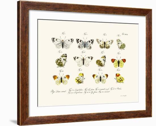 Butterflies, 1783-1806-null-Framed Giclee Print