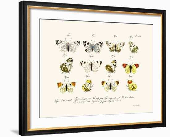 Butterflies, 1783-1806-null-Framed Giclee Print